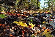 14 Foglie colorate d'autunno